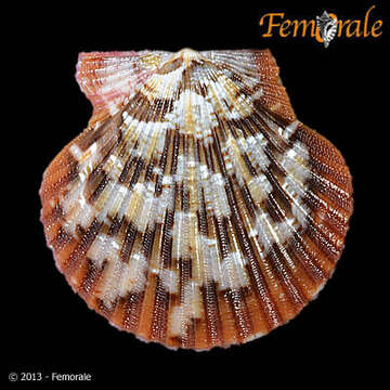 Image of African fan scallop