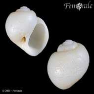Image of moon-snail