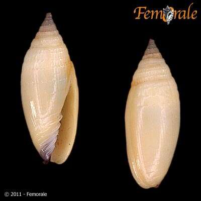 Sivun Scabricola Swainson 1840 kuva