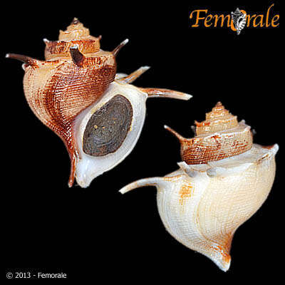 Image of Paludomidae