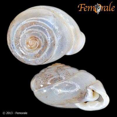 Image of hunter snails