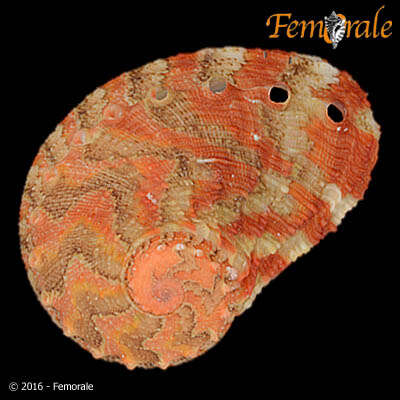 Image de Haliotoidea Rafinesque 1815