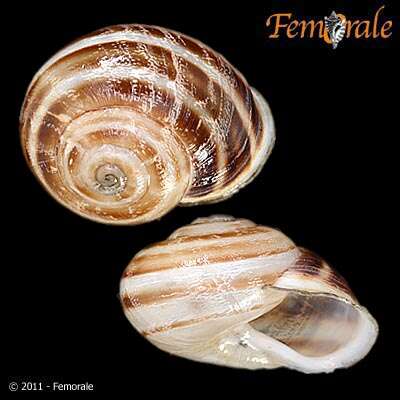 Imagem de <i>Eobania vermicularia</i> (Michelotti 1840)