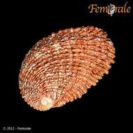 Image of Haliotoidea Rafinesque 1815