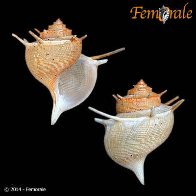 Image of Paludomidae