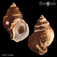 Image of Clinopegma magnus (Dall 1895)