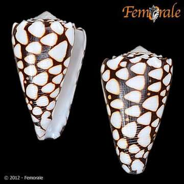 Image of cone snails