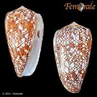 Image of cone snails