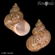 Image of turban snail