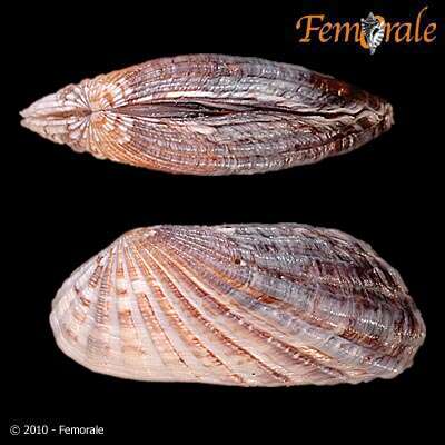 Image of Cardita affinis californica Deshayes 1854