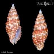 Image de Turbinelloidea Rafinesque 1815