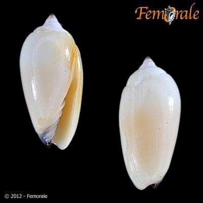 Sivun Scabricola Swainson 1840 kuva