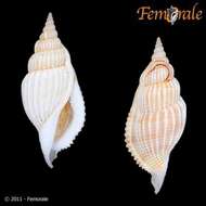 Rostellariidae Gabb 1868 resmi