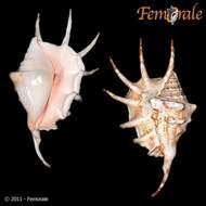 Image of spider conch