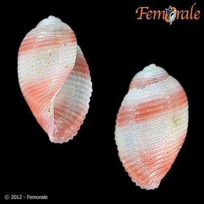 Aplustridae Gray 1847 resmi