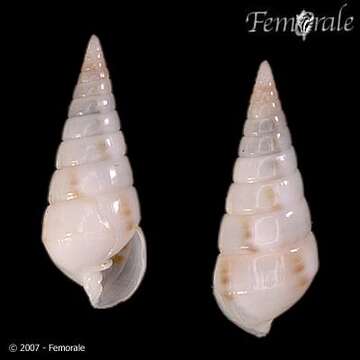 Image de Pyramidella Lamarck 1799