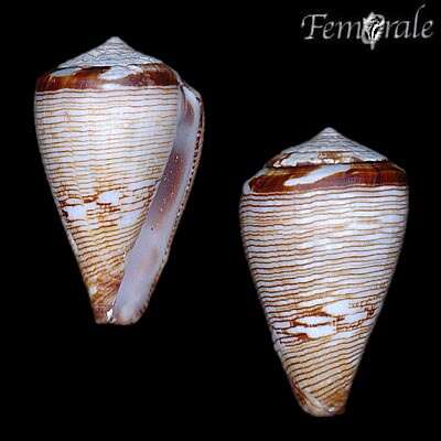 Image de Conus crotchii Reeve 1849