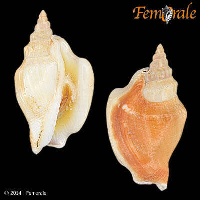 Image of Strombus Linnaeus 1758