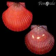 Image of African fan scallop