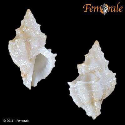Image of Babelomurex Coen 1922