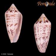 Image of Conasprella Thiele 1929