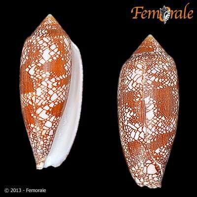 Image of cone snails