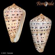 Image of cone snails