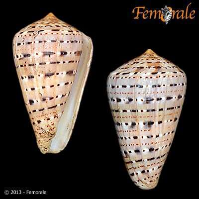 Image of cone snails