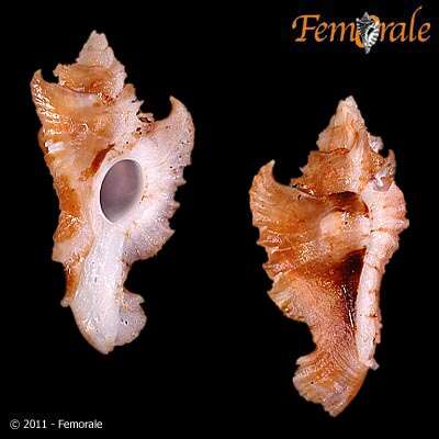 Purpurellus Jousseaume 1880的圖片