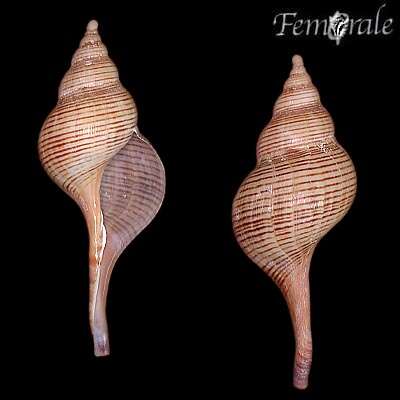 Fasciolaria Lamarck 1799 resmi