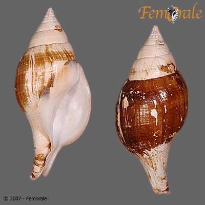 Image of Turbinellidae Swainson 1835