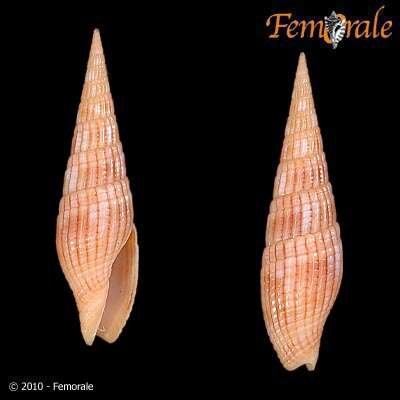 Image of Turbinelloidea Rafinesque 1815