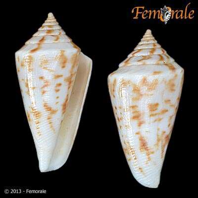 Image of cone snails