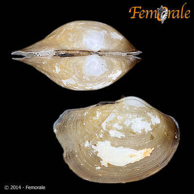 Image of Malletiidae H. Adams & A. Adams 1858