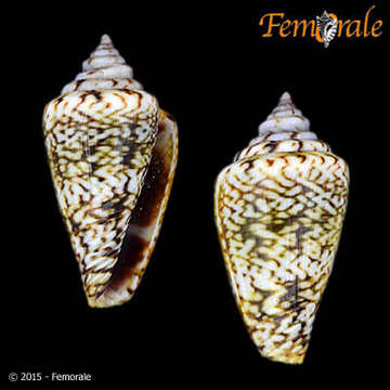 Image de Conus felitae Rolán 1990