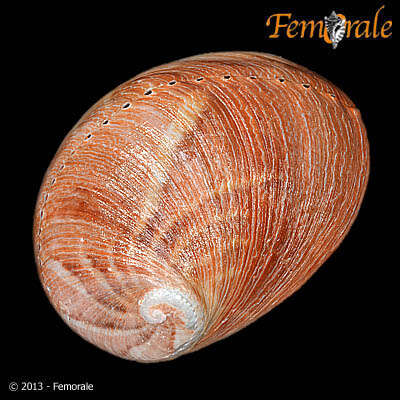 Image of Haliotoidea Rafinesque 1815