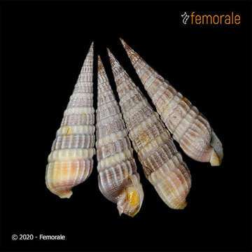 Image of Needle Whelks