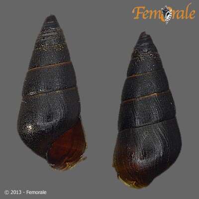 Image of Pachychilidae