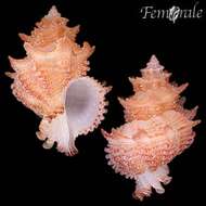 Image of Murex Snails and Allies