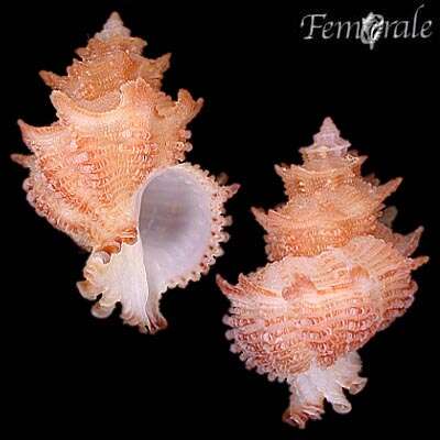 Image of Murex Snails and Allies