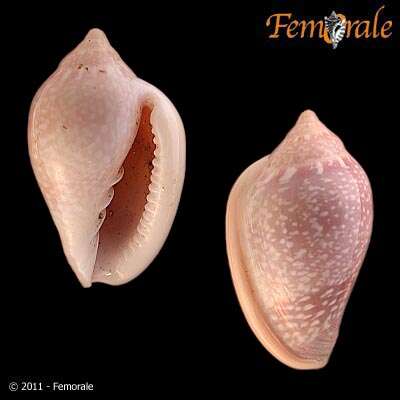 Image of Marginella Lamarck 1799