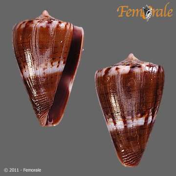 Image of Conus fumigatus blainvillei Kiener 1845