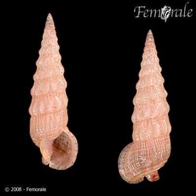 Image of unclassified Gastropoda