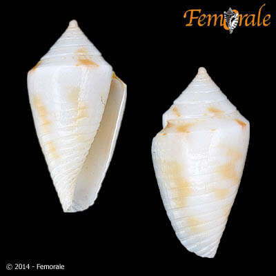 Image of Conasprella Thiele 1929