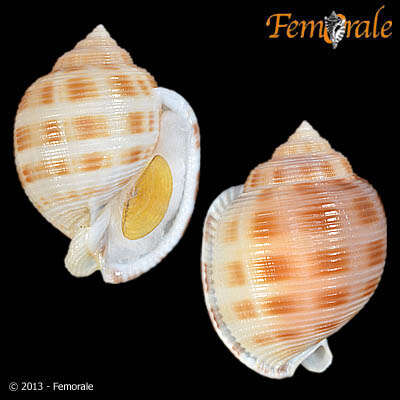 Image of Semicassis bisulcatum japonica (Reeve 1848)