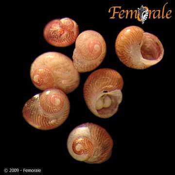 Image of Trochida