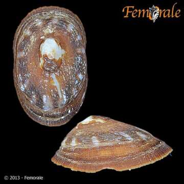 Image of tortoiseshell limpets