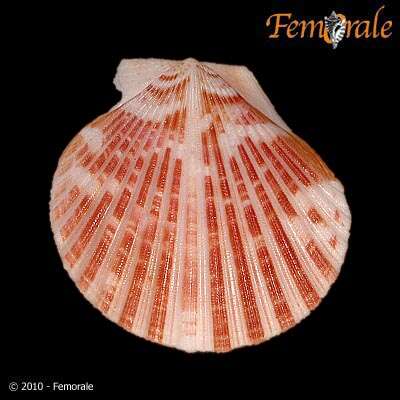 Aequipecten commutatus (Monterosato 1875)的圖片