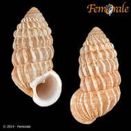 Image of Cerionidae