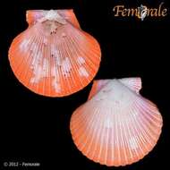 Image of African fan scallop